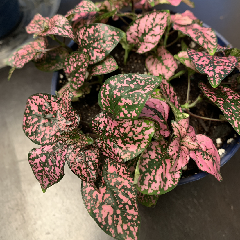 Polka Dot Plant plant photo by @Zamandapanda named Pink on Greg, the plant care app.