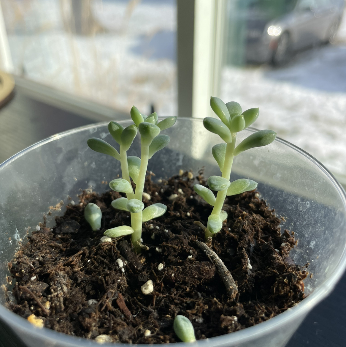 Blue Echeveria plant in a small pot with visible soil, well-framed and in focus.