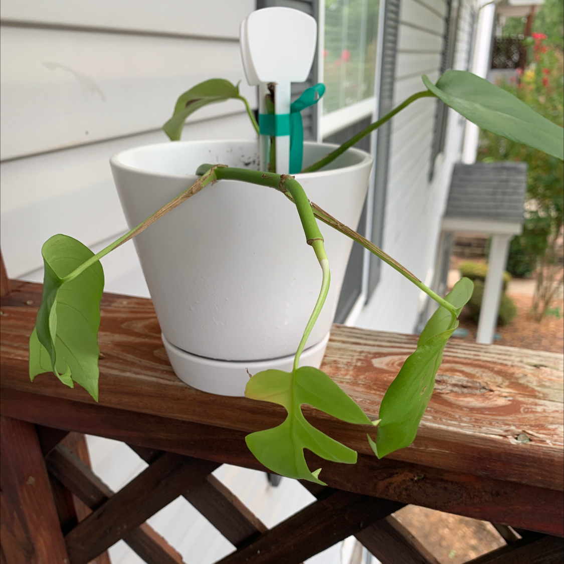 Monstera plant photo by N.michelle named Droconya on Greg, the plant care app.