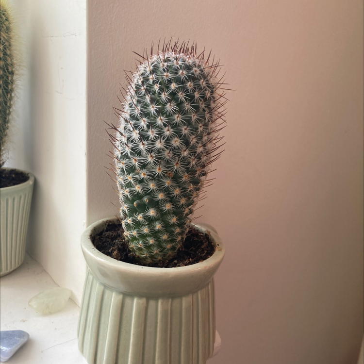 Photo of the plant species Mammillaria microhelia by @ellie.davies named cactus 4 on Greg, the plant care app