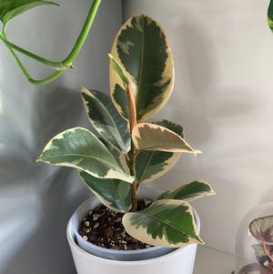Variegated Rubber Tree plant photo by Yvette named da Vinci on Greg, the plant care app.
