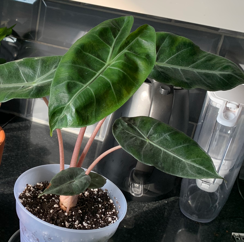 Photo of the plant species Alocasia Pink Dragon by Yvette named Dracarys on Greg, the plant care app
