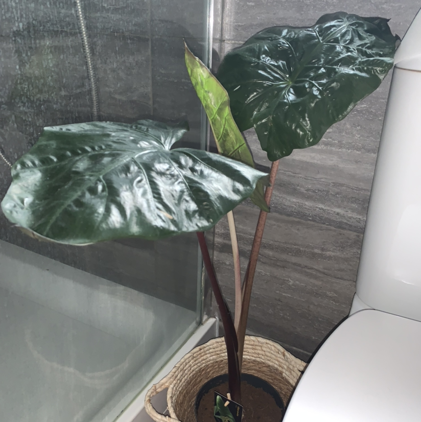 Photo of the plant species Yucatan Princess by Yvette named Queen on Greg, the plant care app