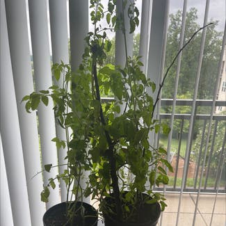 Tomato Plant plant in Somewhere on Earth