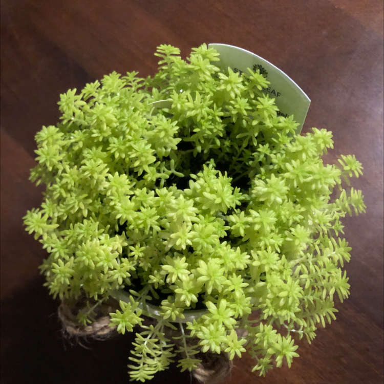 Photo of the plant species Spanish Stonecrop by Trinity named Lemon on Greg, the plant care app