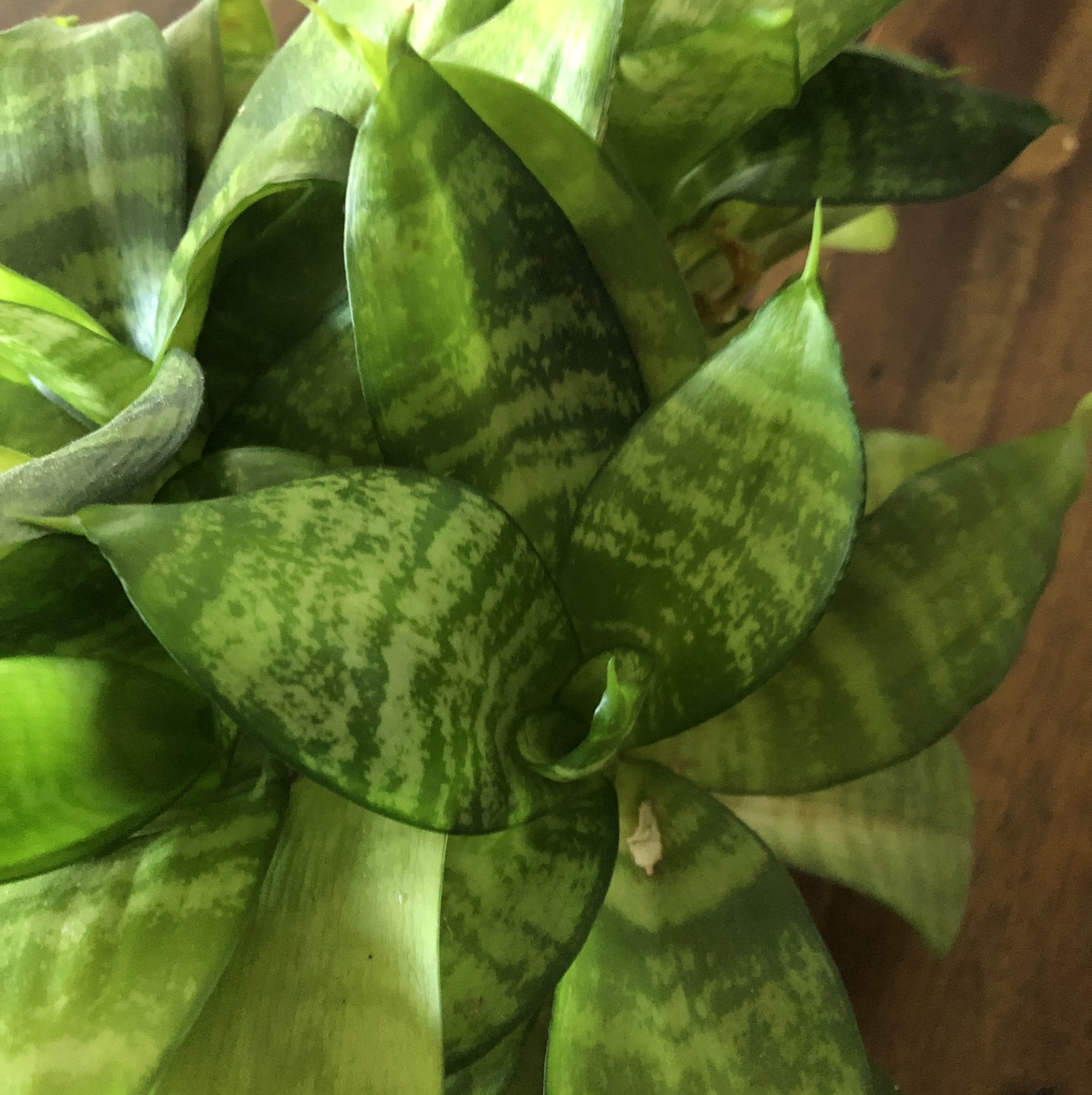Snake Plant plant photo by @PlantMomKenna named Junior on Greg, the plant care app.