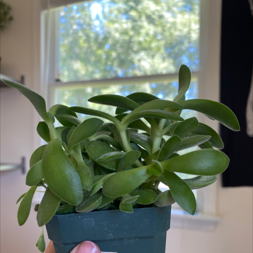 Lucky Plant plant photo by @dishsoaphand named vegatal on Greg, the plant care app.