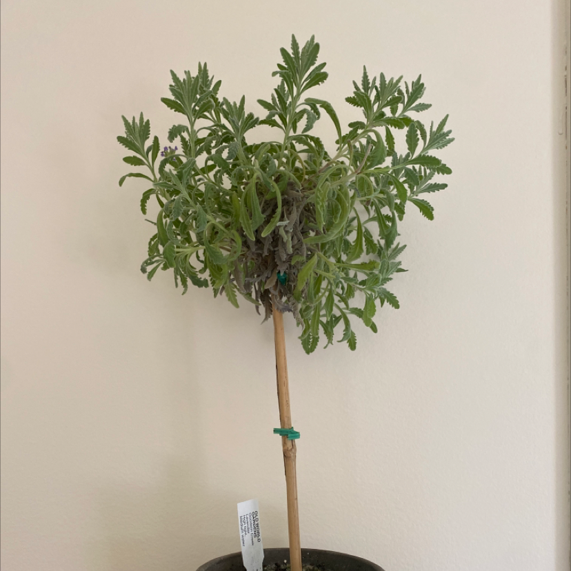 Photo of the plant species French Lavender by @dishsoaphand named lavie on Greg, the plant care app