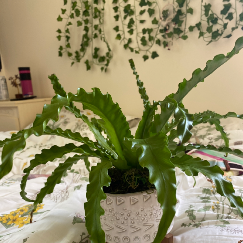 Bird's Nest Fern plant photo by @dishsoaphand named big man on Greg, the plant care app.