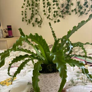 Bird's Nest Fern plant photo by Dishsoaphand named big man on Greg, the plant care app.