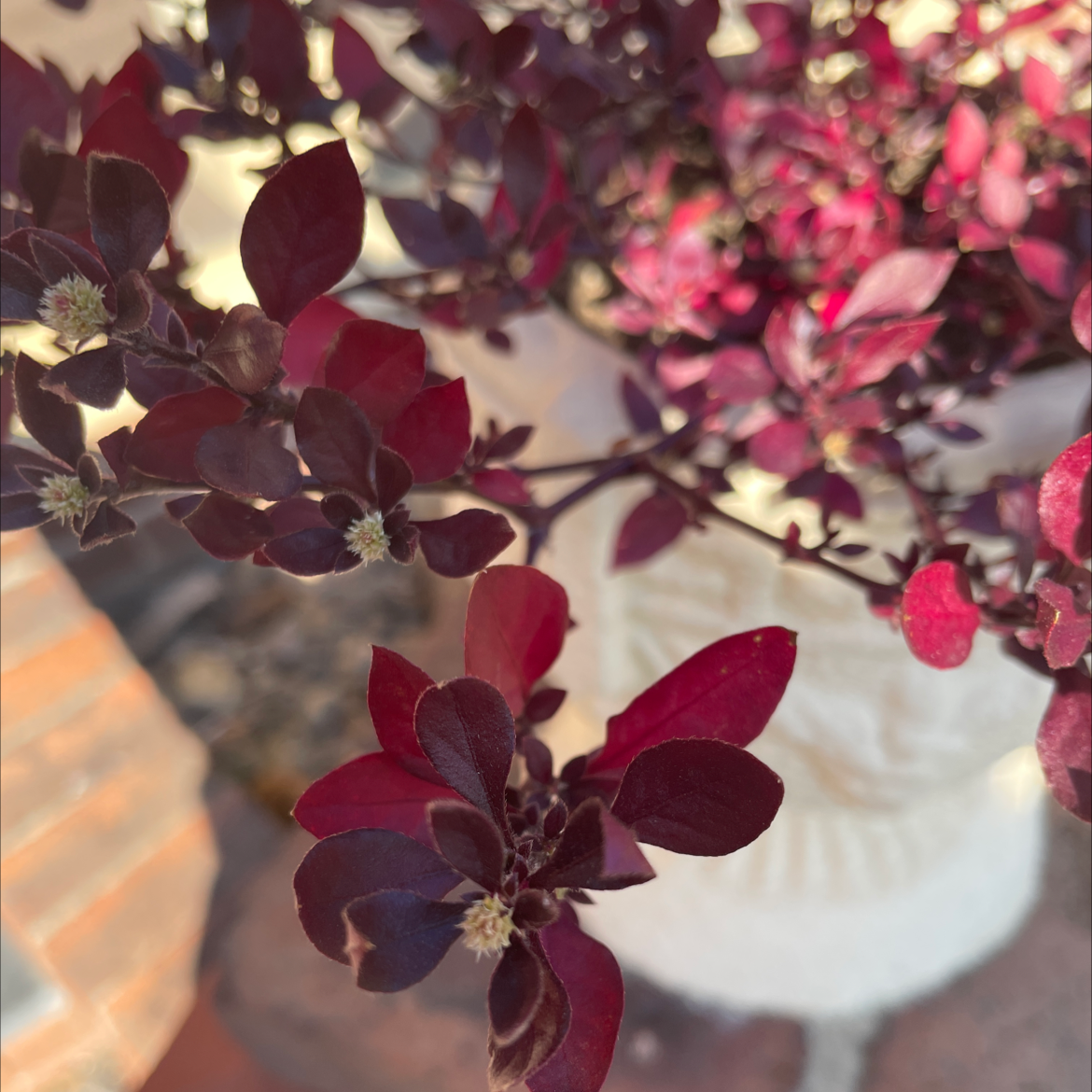 Brazilian Joyweed plant with deep red and purple leaves, appearing healthy.