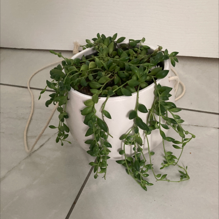Potted Stringy Stonecrop plant with trailing stems and small green leaves.