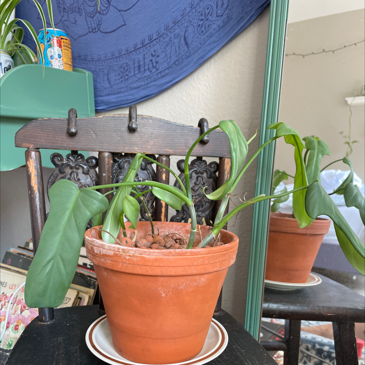 Horsehead Philodendron in a terracotta pot on a chair, with some drooping leaves.