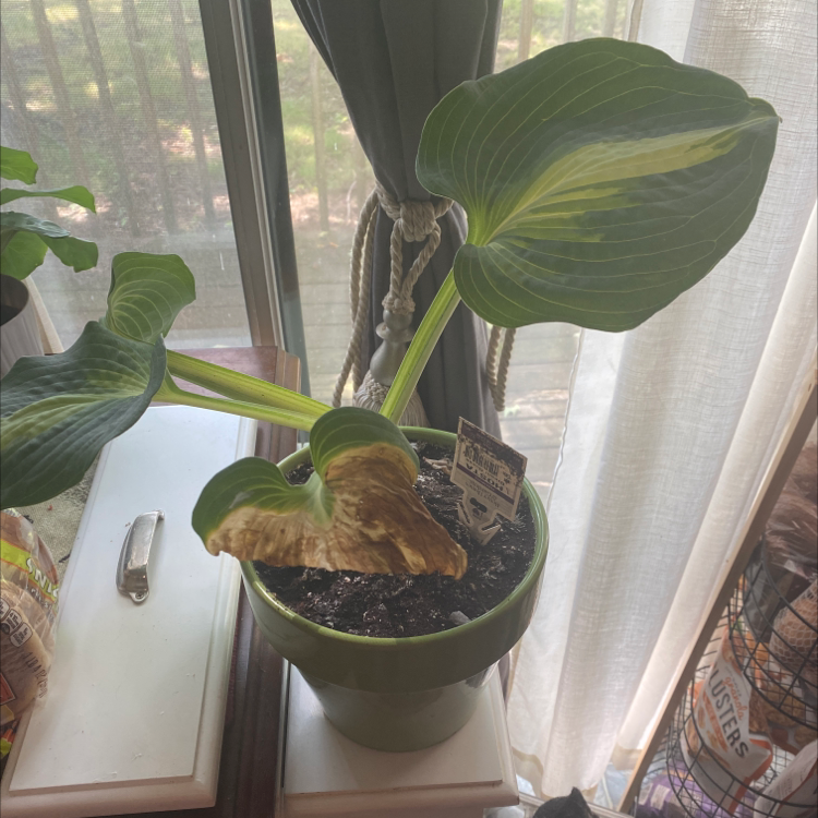 Photo of the plant species Dream Queen Hosta by Marisol named Your plant on Greg, the plant care app