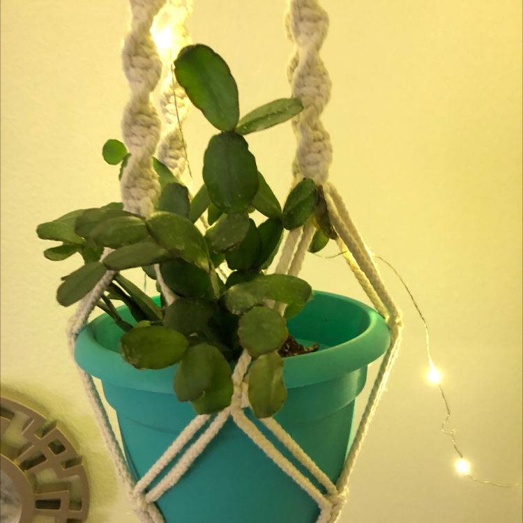 Easter Cactus in a hanging pot with green leaves, well-lit background.