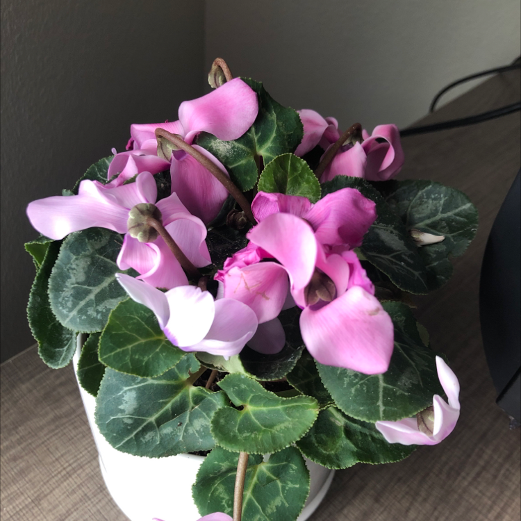 Healthy Persian cyclamen with pink and white flowers and marbled green leaves, in a white ceramic pot.