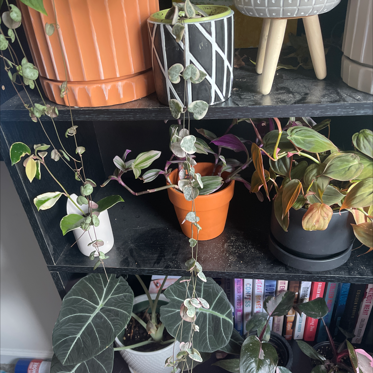Variegated string of hearts plant with heart-shaped leaves, well-framed and in focus.