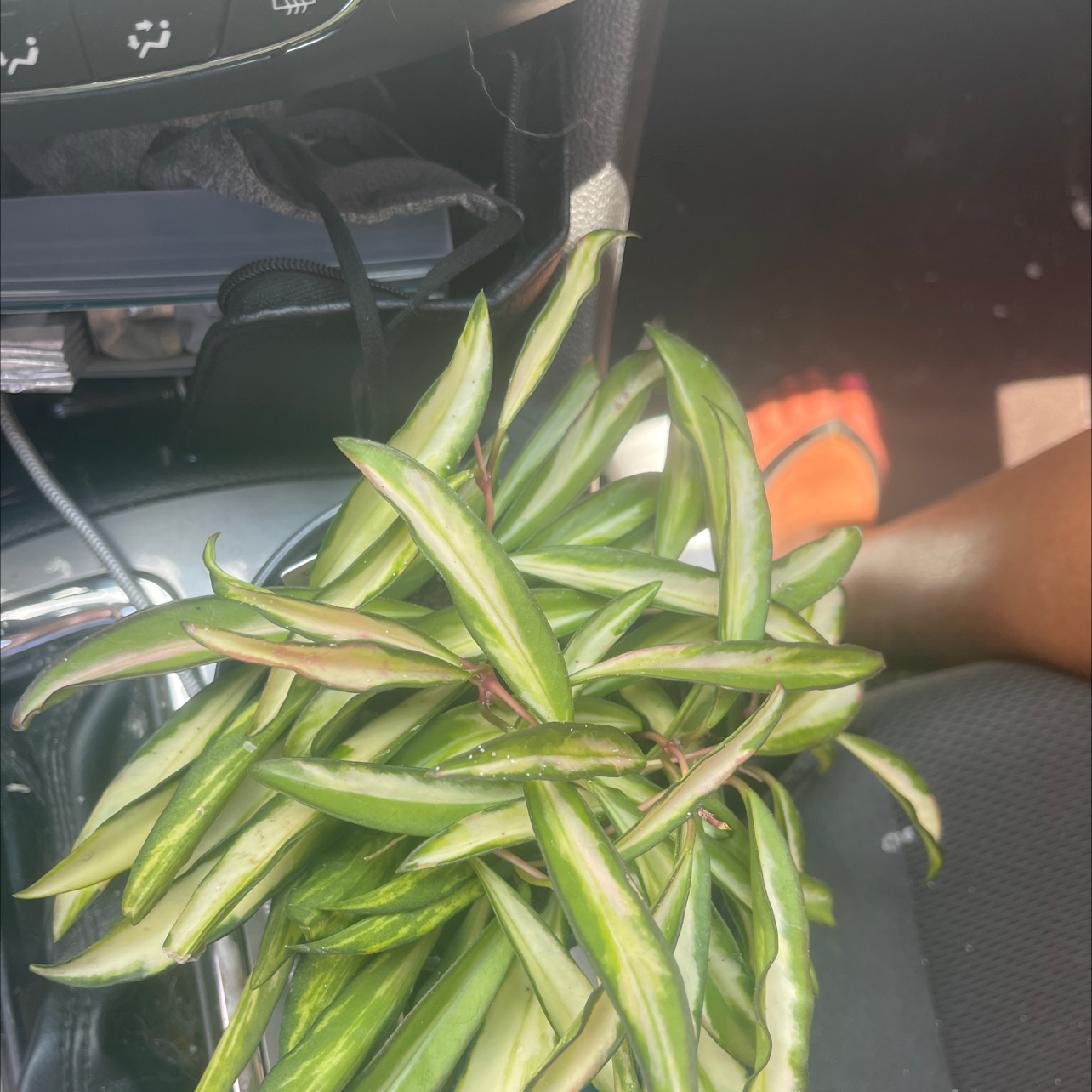 Variegated Hoya wayetii plant with green and cream-colored leaves inside a car.
