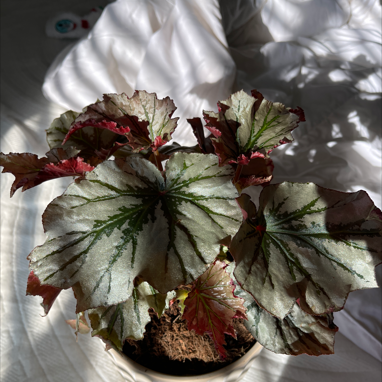 Potted Exotica Begonia plant with variegated leaves in green, white, and red colors.