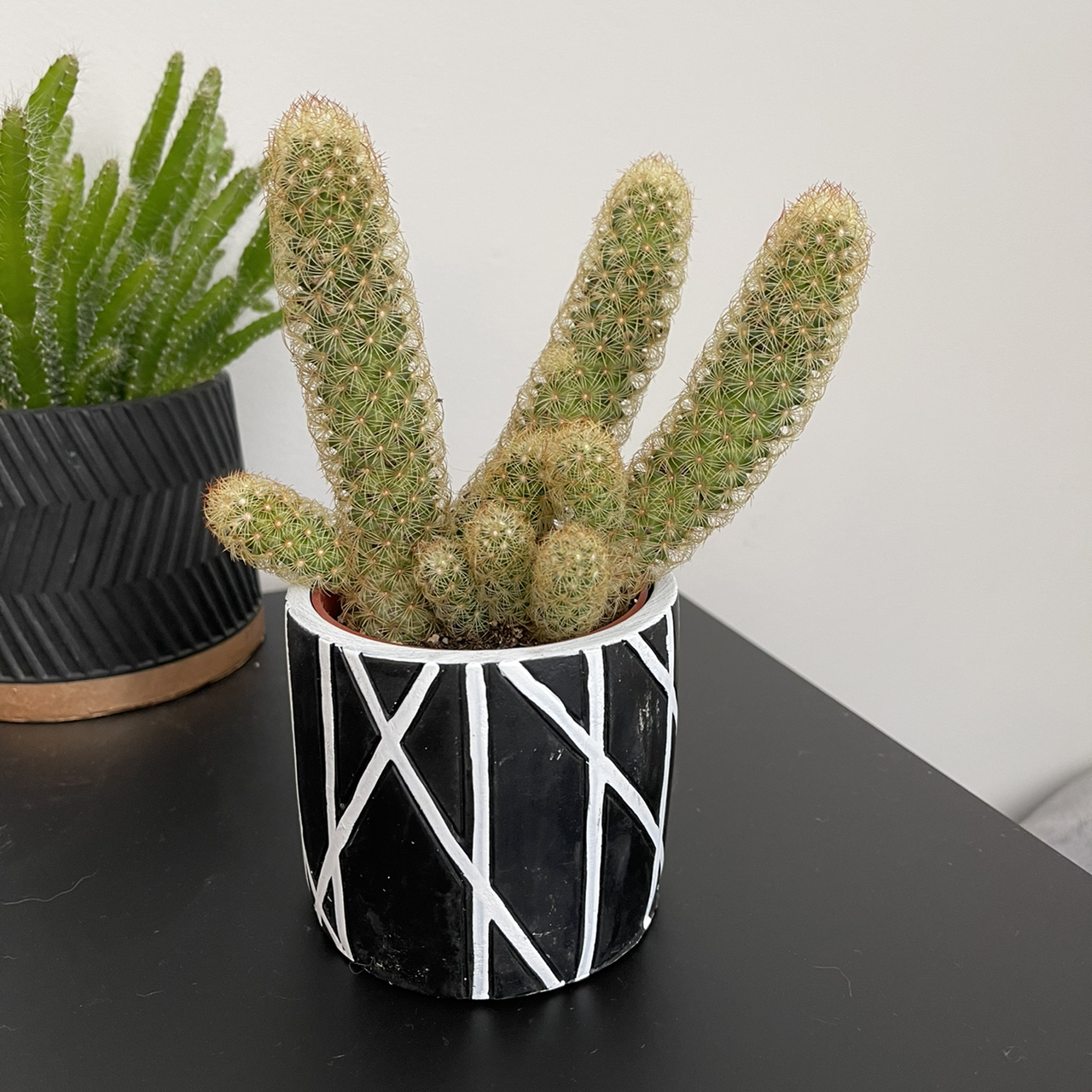 Lady Finger Cactus 'Copper King' in a decorative pot with another plant in the background.