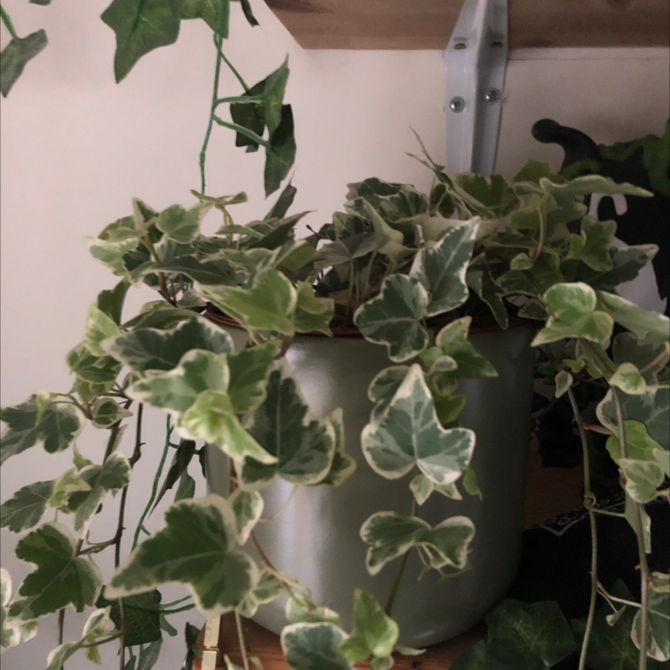 English Ivy plant photo by @cobie named Blaire on Greg, the plant care app.