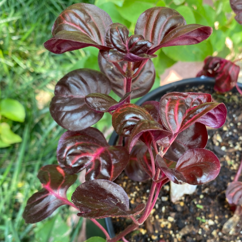 Herbst's Bloodleaf plant photo by @theblairbitchproject named Gizzy! on Greg, the plant care app.