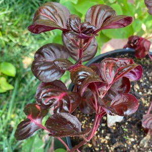Herbst's Bloodleaf plant photo by Theblairbitchproject named Gizzy! on Greg, the plant care app.