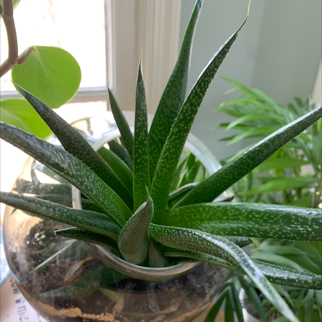 Healthy Gasteria plant with long, dark green leaves covered in white spots, growing in a glass container filled with rocks.