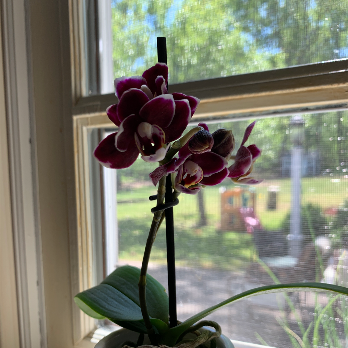 Phalaenopsis Orchid with vibrant purple flowers placed near a window.