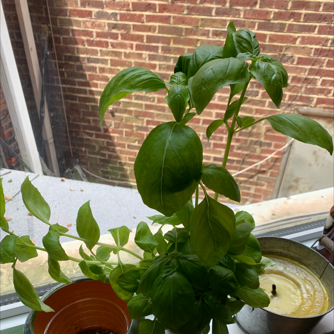 Your Sweet Basil's Light Needs