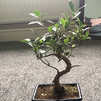 Ficus Ginseng plant in Sale, England