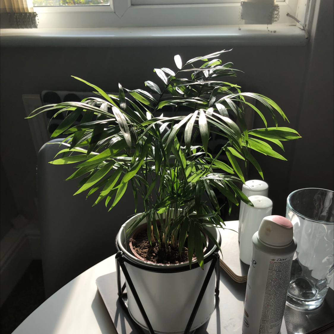 Parlour Palm plant photo by @babigrimesz named Hades on Greg, the plant care app.