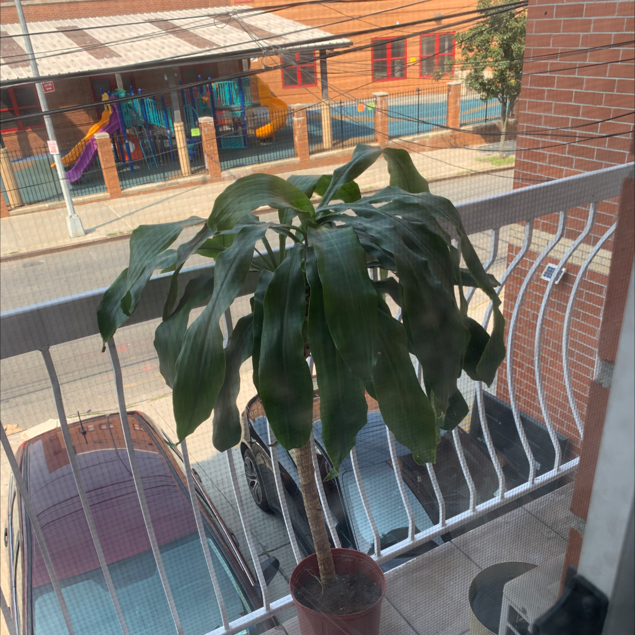 Dracaena Massangeana plant on a balcony with a street view in the background.