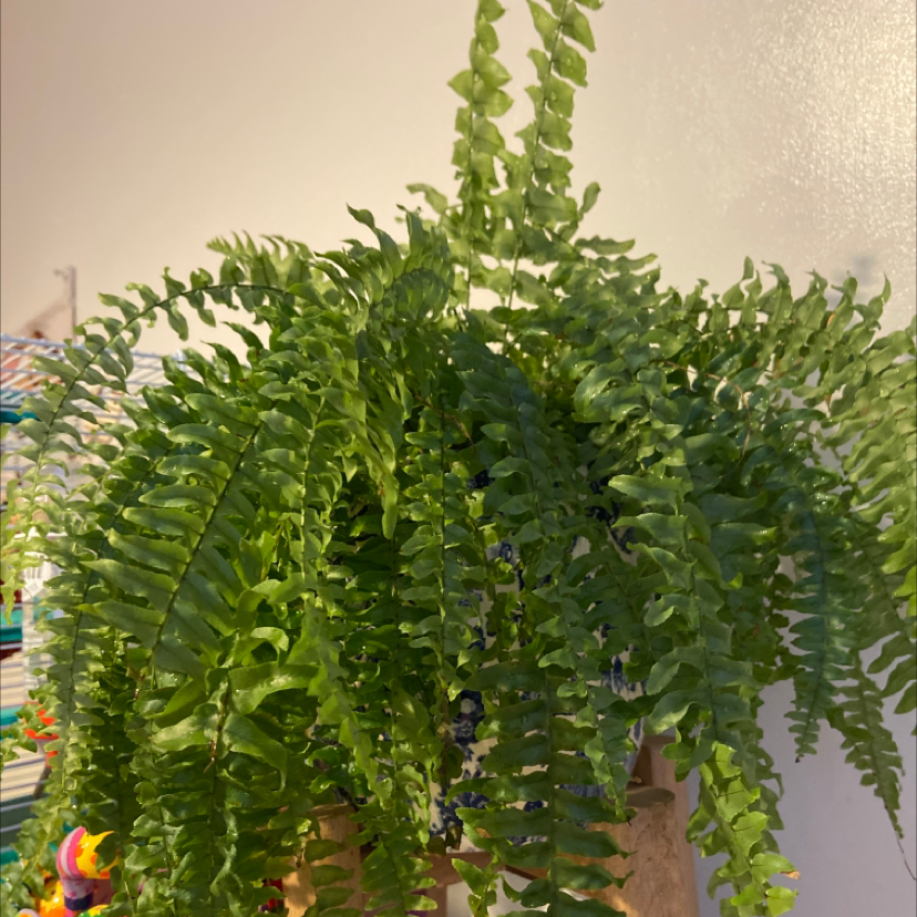Boston Fern plant photo by Lauren named Boston fern on Greg, the plant care app.