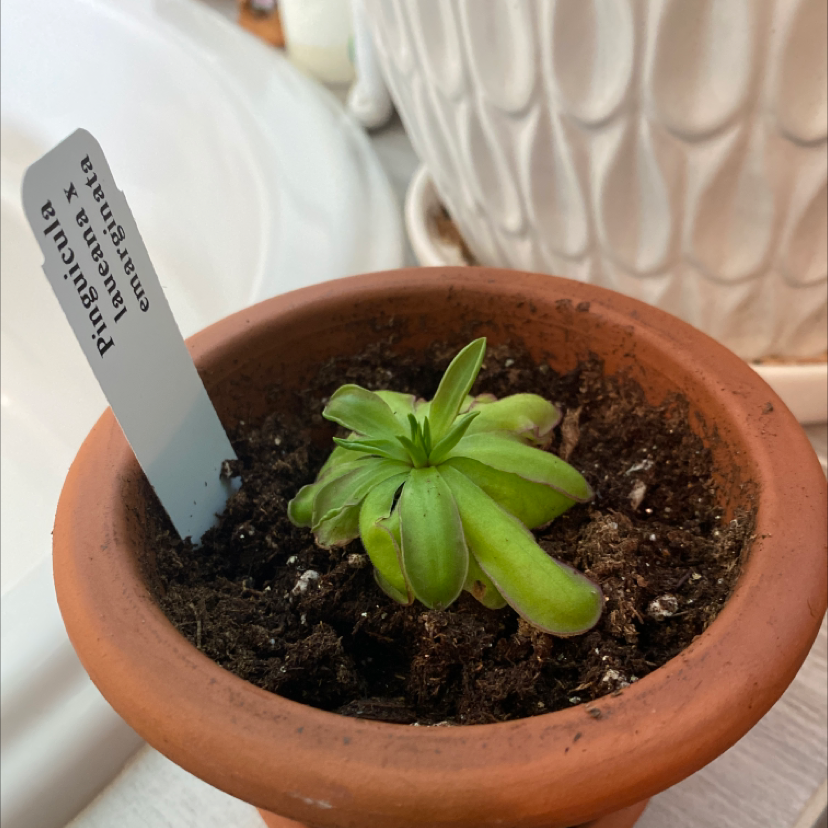 Plant care for Bebop Lollipop Butterwort on Greg, the plant care app