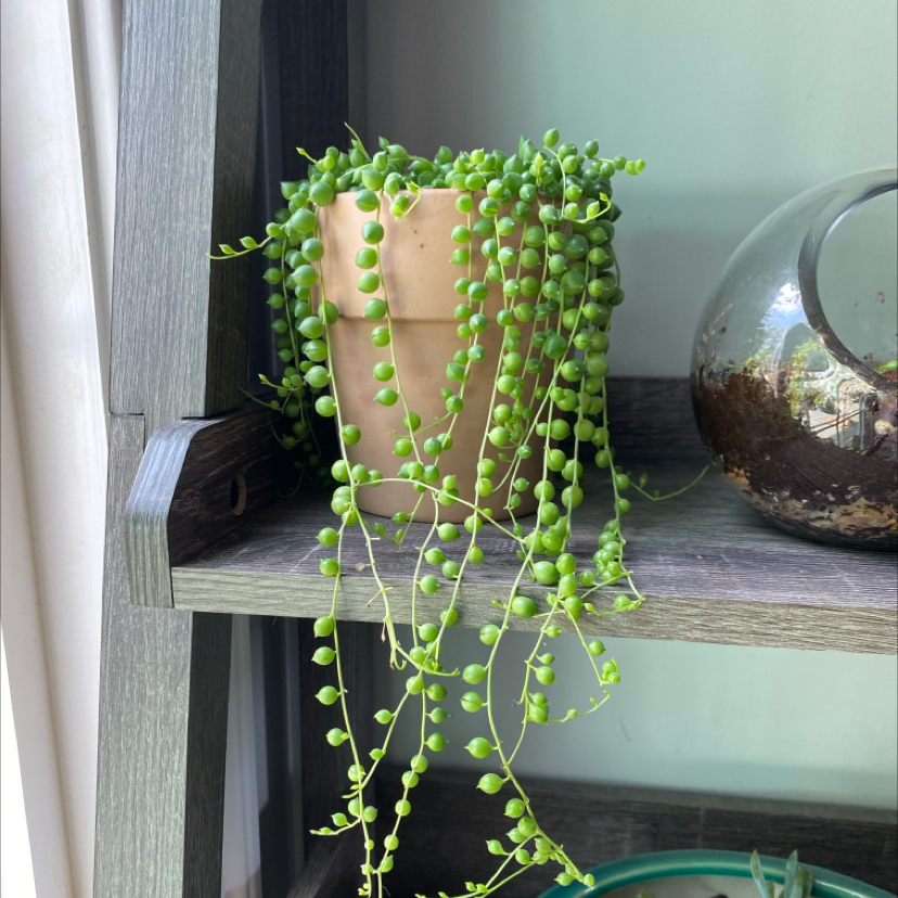 Photo of the plant species String of Pearls by @Daniann16 named Jewel on Greg, the plant care app
