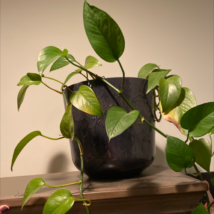 Taro Vine plant photo by @Daniann16 named Tina on Greg, the plant care app.