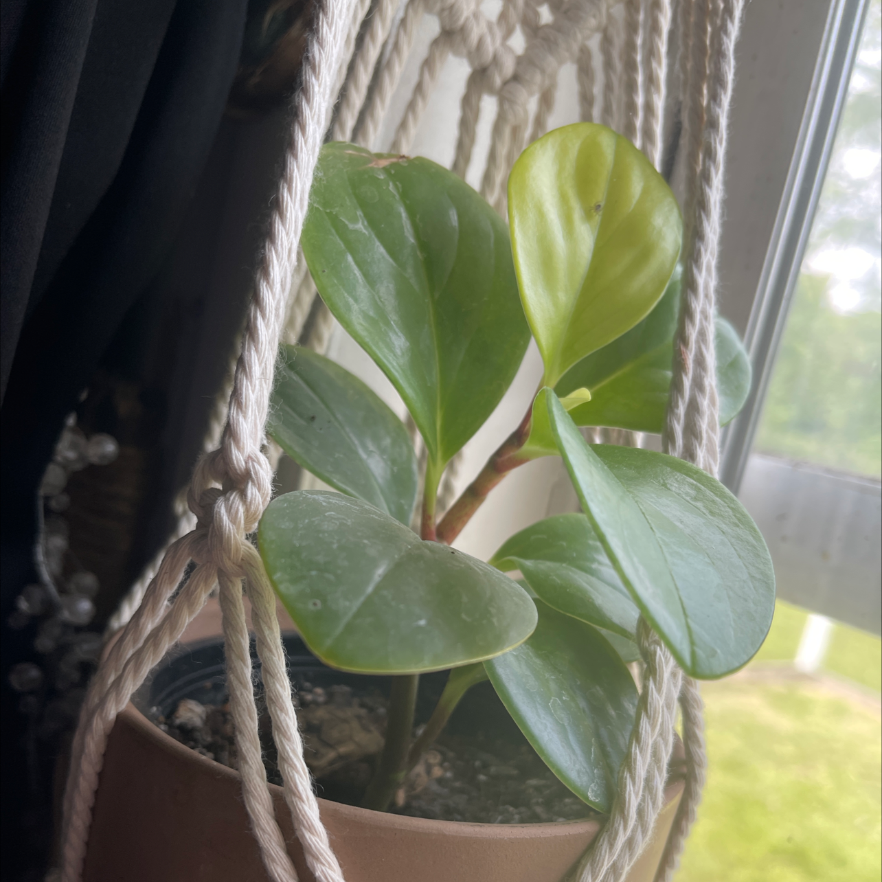 Baby Rubber Plant plant photo by Halle named Osmo on Greg, the plant care app.