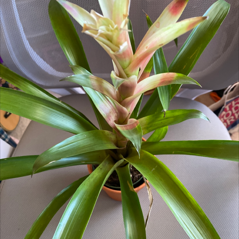 Healthy Urn Plant with vibrant green leaves and central flower structure.