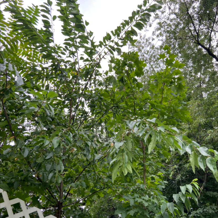 Image of a healthy Black Chokecherry plant with vibrant green leaves.