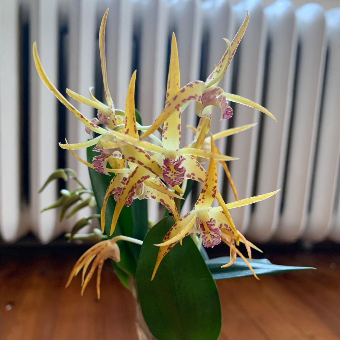 Photo of the plant species Orchid by Sophia named Your plant on Greg, the plant care app