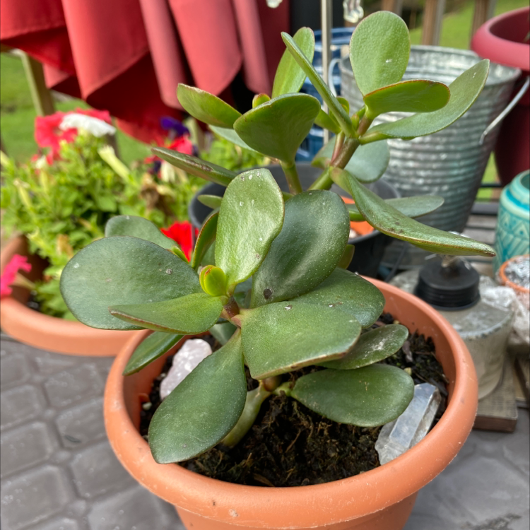 Lucky Plant plant photo by Adela named Your plant on Greg, the plant care app.