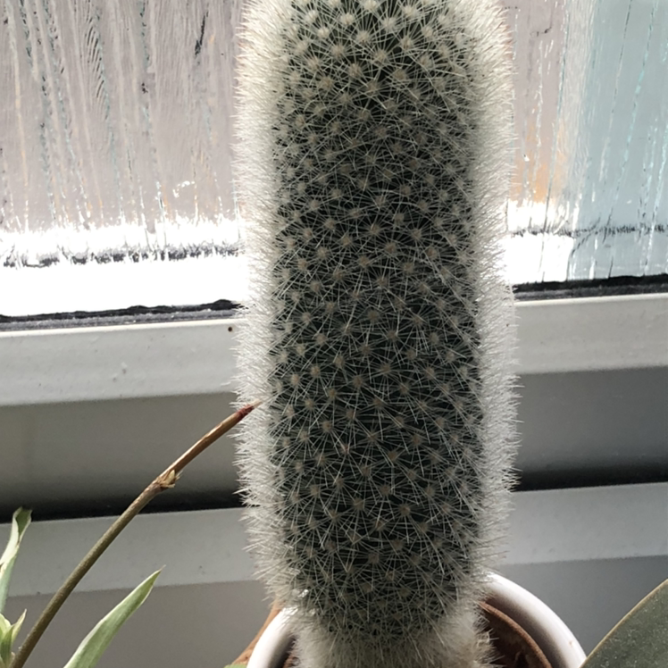 Peruvian Old Man Cactus (Espostoa lanata) indoors near a window, healthy with white, hairy spines.