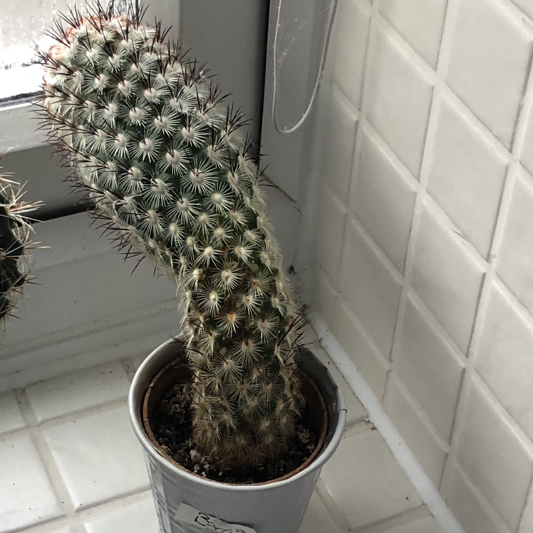 Rattail Nipple Cactus in a small pot near a window, appears healthy.