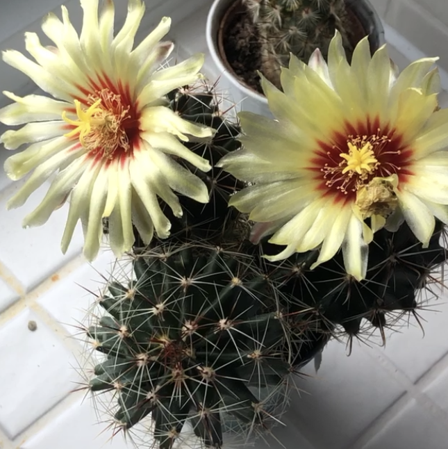 Mammillaria Uncinata plant photo by Ayesha named Lucifer on Greg, the plant care app.