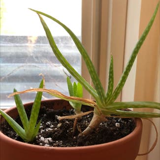 Aloe Vera plant in L'Ancienne-Lorette, Québec