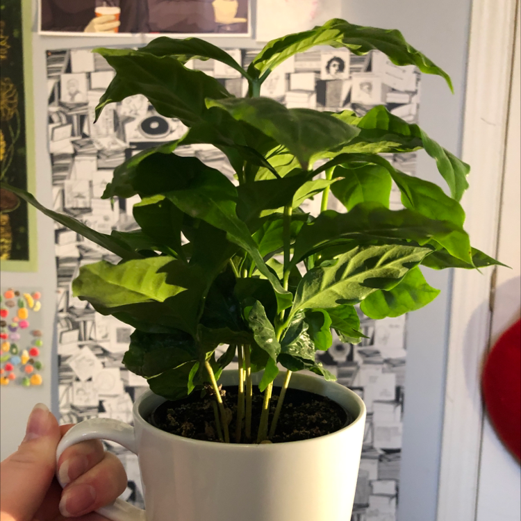 Arabian Coffee Plant plant photo by @Beatricenolet named Amortencia on Greg, the plant care app.