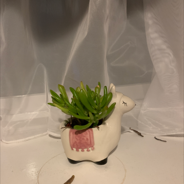 Small succulent plant in a decorative llama-shaped pot with green leaves and a white curtain background.