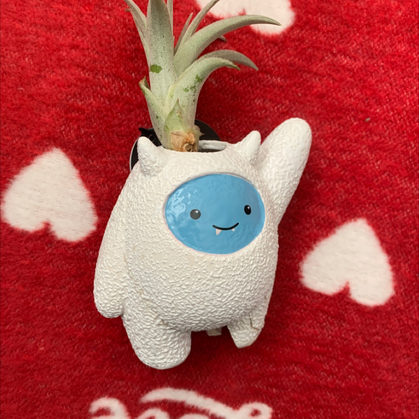Medusa Head Air Plant in a decorative holder on a red background with white hearts.