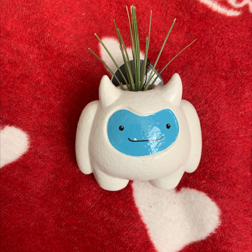 Medusa Head Air Plant in a decorative pot on a red and white background.